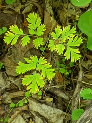 Dicentra canadensis