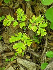 Dicentra canadensis