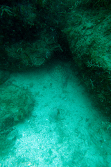 Urobatis concentricus