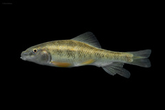 Erimyzon claviformis