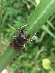 Lucanus datunensis