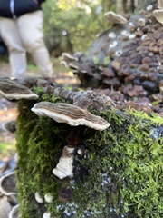 Trametes versicolor