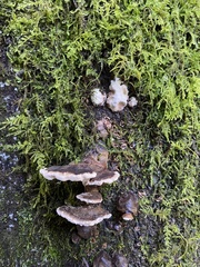 Trametes versicolor