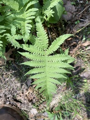 Phegopteris connectilis