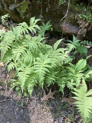 Phegopteris connectilis