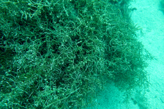 Paralabrax auroguttatus