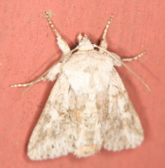 Lacinipolia patalis
