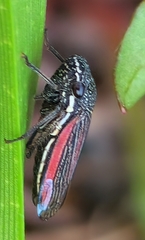 Cuerna striata