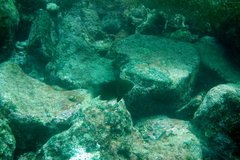 Stegastes rectifraenum