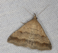 Tetanolita palligera