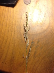 Calamagrostis stricta