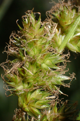 Carex alma