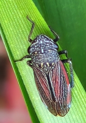 Cuerna striata