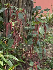 Acalypha hispida