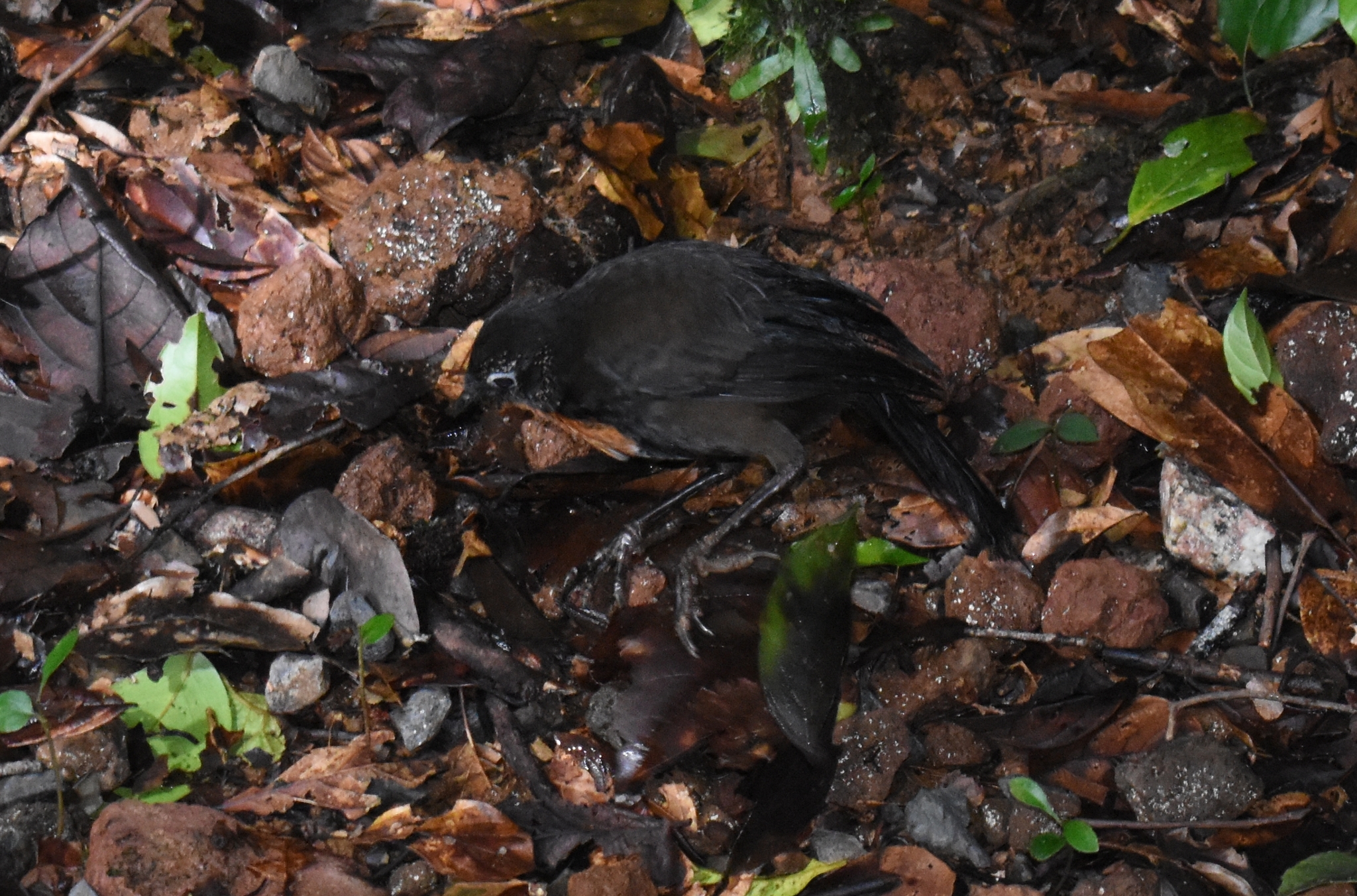 Chowchilla (Orthonyx spaldingii), photo 10