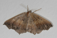 Prochoerodes forficaria