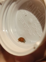 Harmonia axyridis