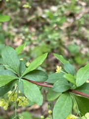 Berberis canadensis