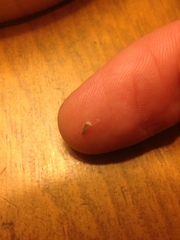 Calamagrostis stricta