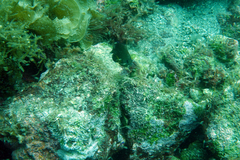 Stegastes rectifraenum