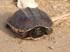 Malayemys macrocephala
