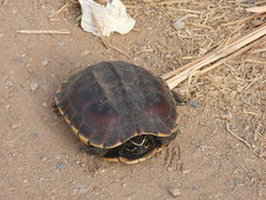 Malayemys macrocephala
