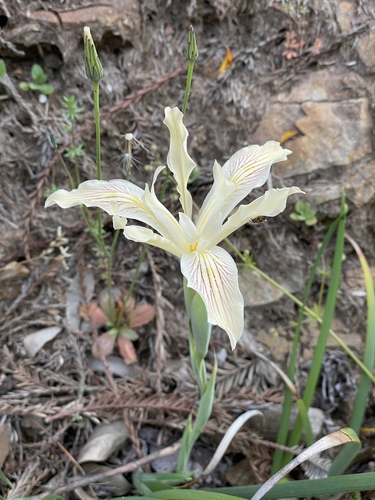 Image of Iris purdyi by (c) Roger Raiche, some rights reserved (CC BY)