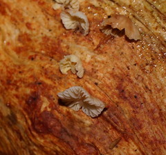 Marasmiellus affixus