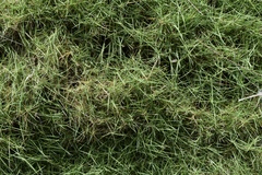 Zoysia