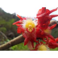 Glossoloma ichthyoderma