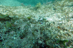 Crocodilichthys gracilis