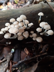Roridomyces austrororidus