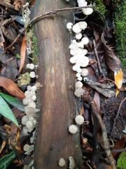 Roridomyces austrororidus