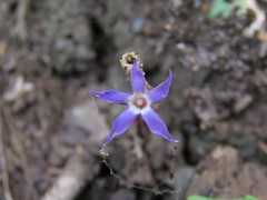 Voyria pittieri