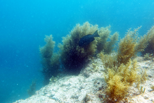 Gulf opaleye (Girella simplicidens) — Kyphosidae