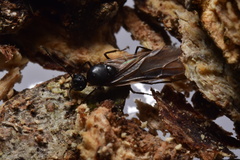 Echinopla striata