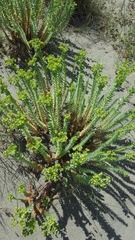 Euphorbia paralias