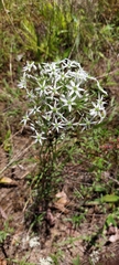 Allium cuthbertii