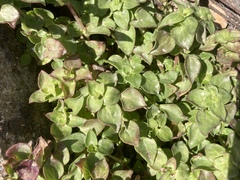 Crassula pellucida