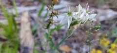 Allium cuthbertii