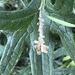 Scrobipalpa acuminatella - Photo (c) Susan J. Hewitt, algunos derechos reservados (CC BY-NC), subido por Susan J. Hewitt