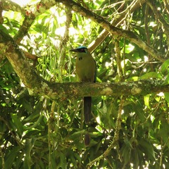 Momotus aequatorialis