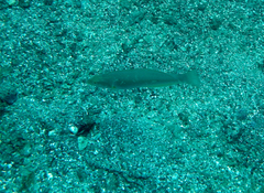 Halichoeres dispilus