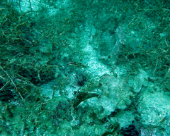 Halichoeres nicholsi