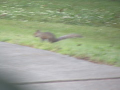 Sciurus carolinensis