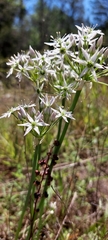 Allium cuthbertii