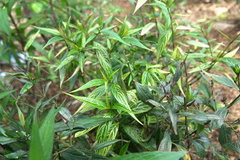 Strobilanthes flexicaulis