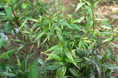 Strobilanthes flexicaulis