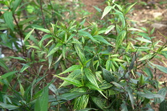 Strobilanthes flexicaulis