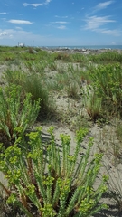 Euphorbia paralias